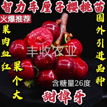 【爆款】智力车厘子大樱桃苗国外引进品种卖疯了包邮
