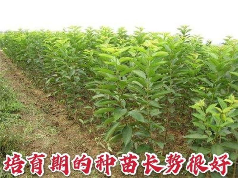 【爆款】智力车厘子大樱桃苗国外引进品种卖疯了包邮