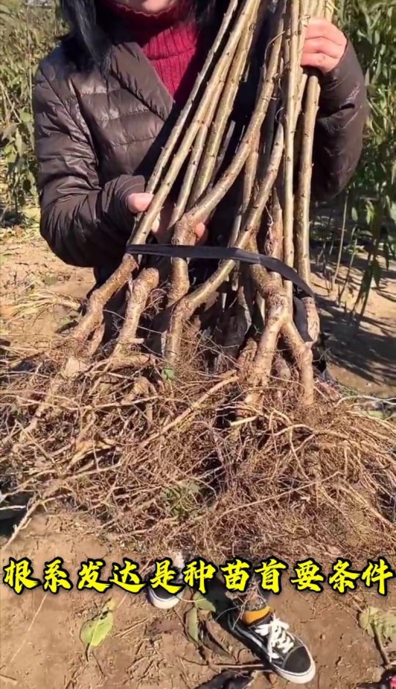 【爆款】智力车厘子大樱桃苗国外引进品种卖疯了包邮