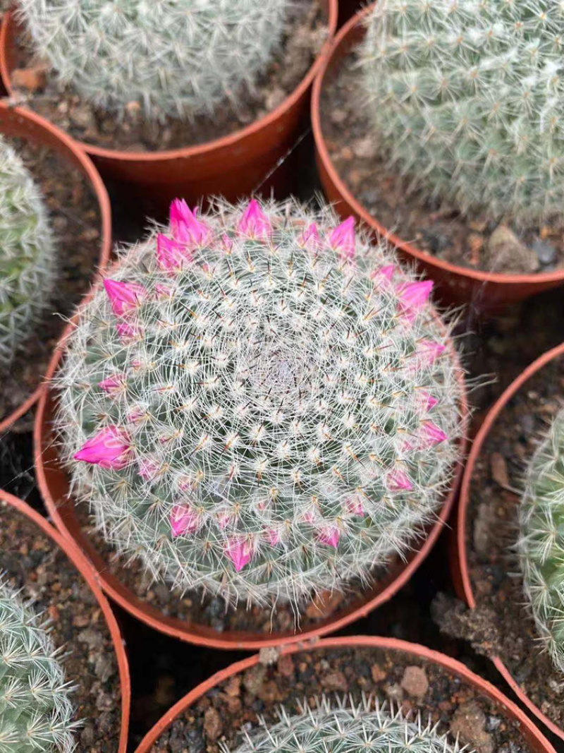 （推荐）玉翁仙人球带花苞大小规格带盆整箱批发基地直销