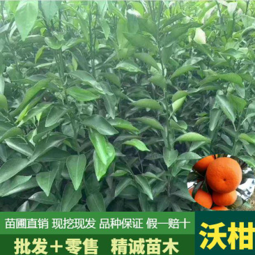 沃柑苗091沃柑假一赔十成活率95%提供技术