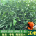 沃柑苗091沃柑假一赔十成活率95%提供技术