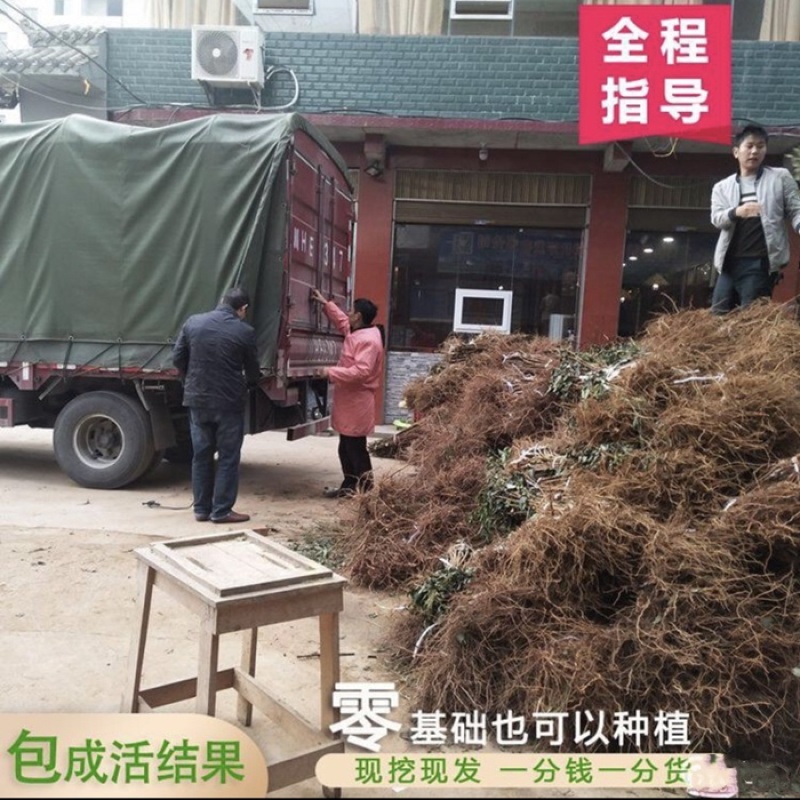 晚熟青脆李苗李子树苗成活率包99%基地现挖