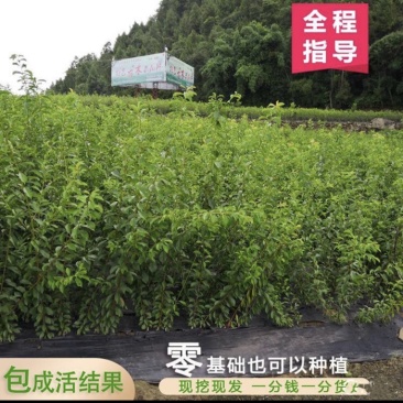 晚熟青脆李苗李子树苗成活率包99%基地现挖