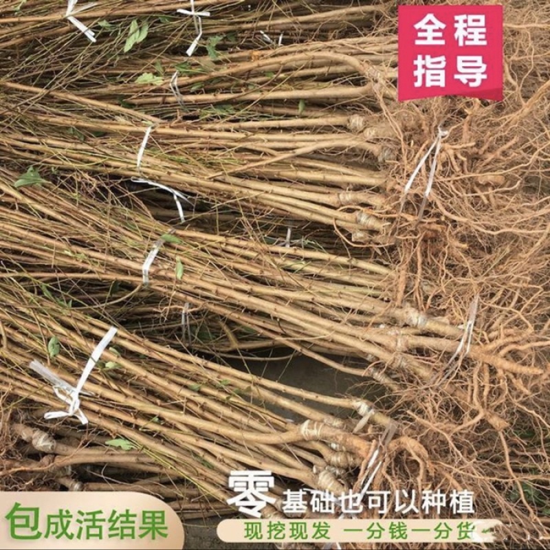 晚熟青脆李苗李子树苗成活率包99%基地现挖