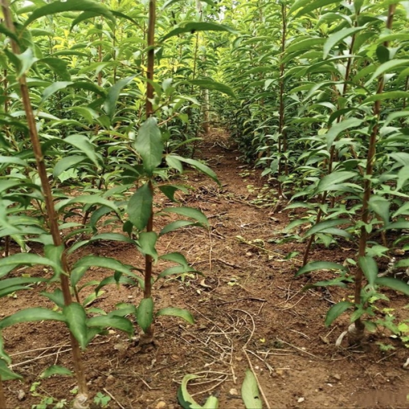 晚熟青脆李苗李子树苗成活率包99%基地现挖