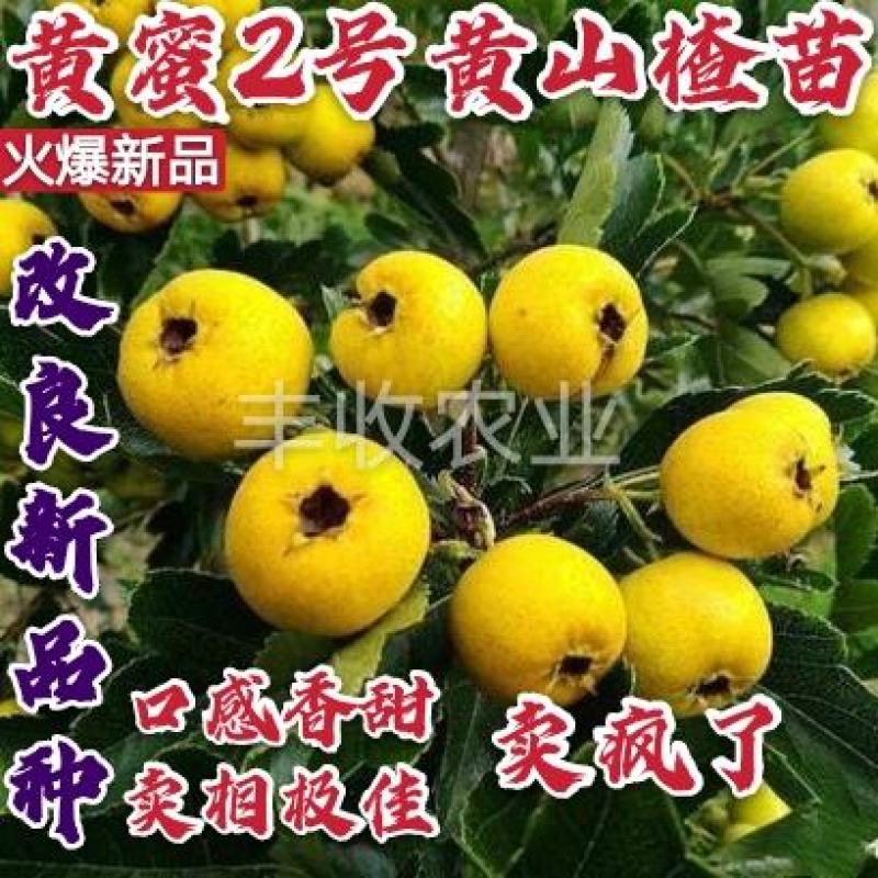【火爆】黄蜜2号黄山楂苗改良新品香甜软糯卖疯了包邮