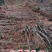 【火爆】黄蜜2号黄山楂苗改良新品香甜软糯卖疯了包邮