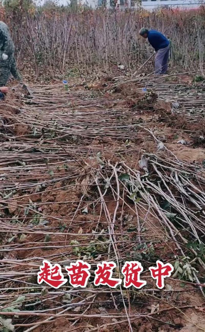 【火爆】黄蜜2号黄山楂苗改良新品香甜软糯卖疯了包邮