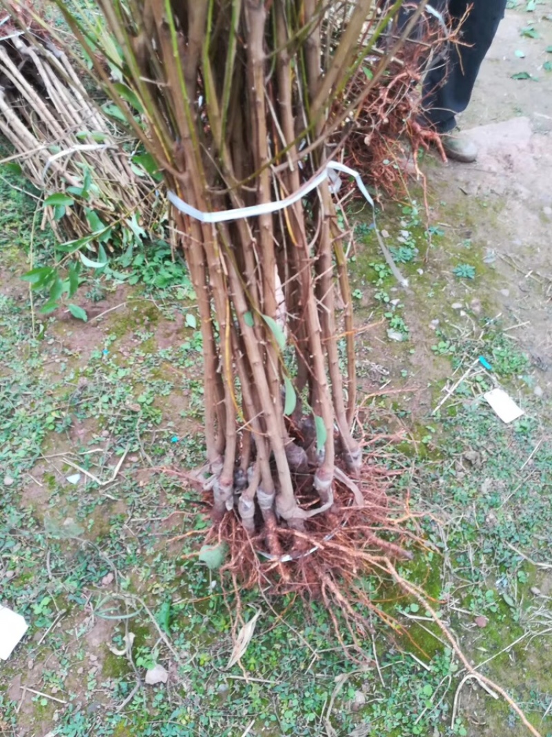 晚熟青脆李苗李子树苗成活率包99%基地现挖
