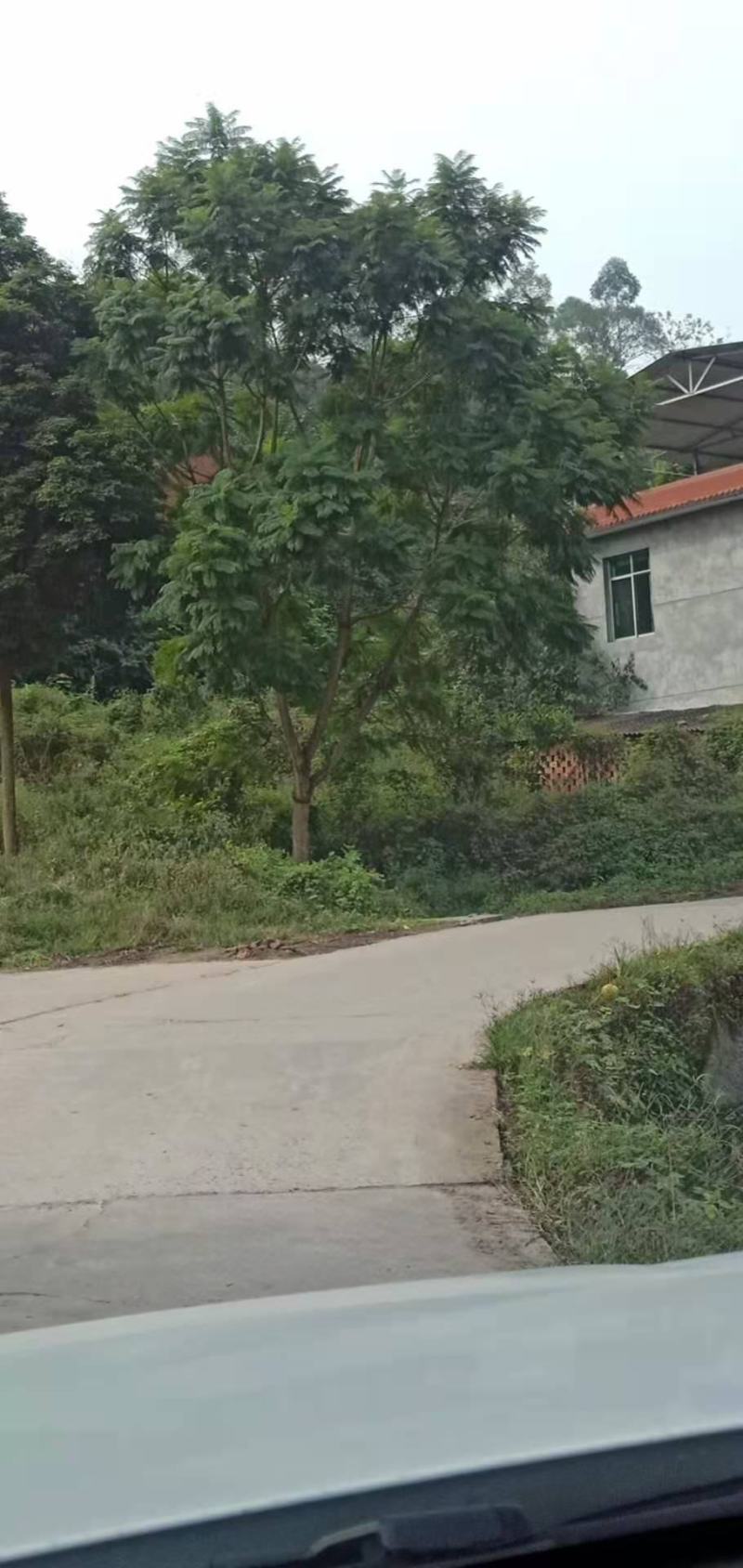 长期大量出售15-30蓝花楹