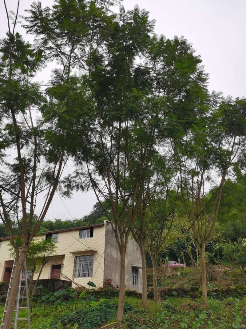 长期大量出售15-30蓝花楹