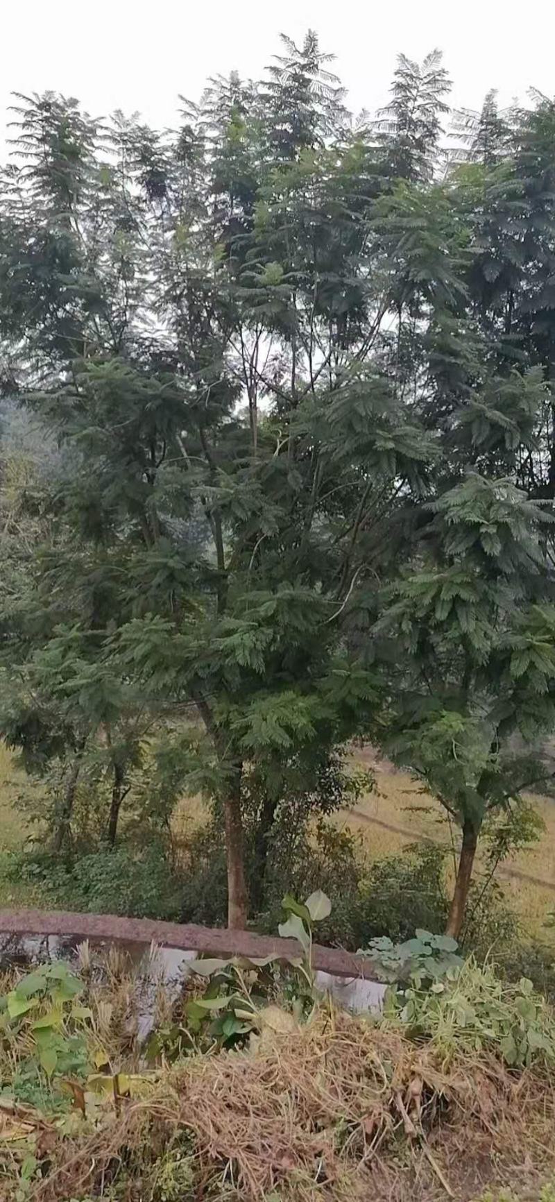 长期大量出售15-30蓝花楹