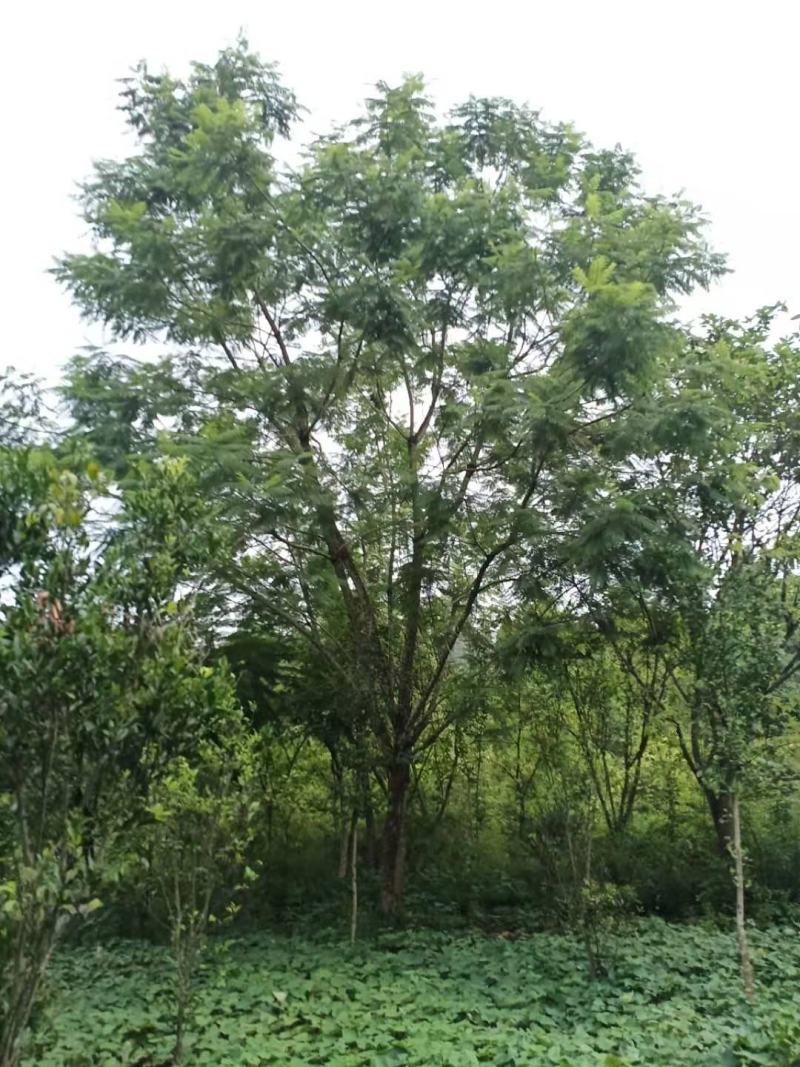 长期大量出售15-30蓝花楹