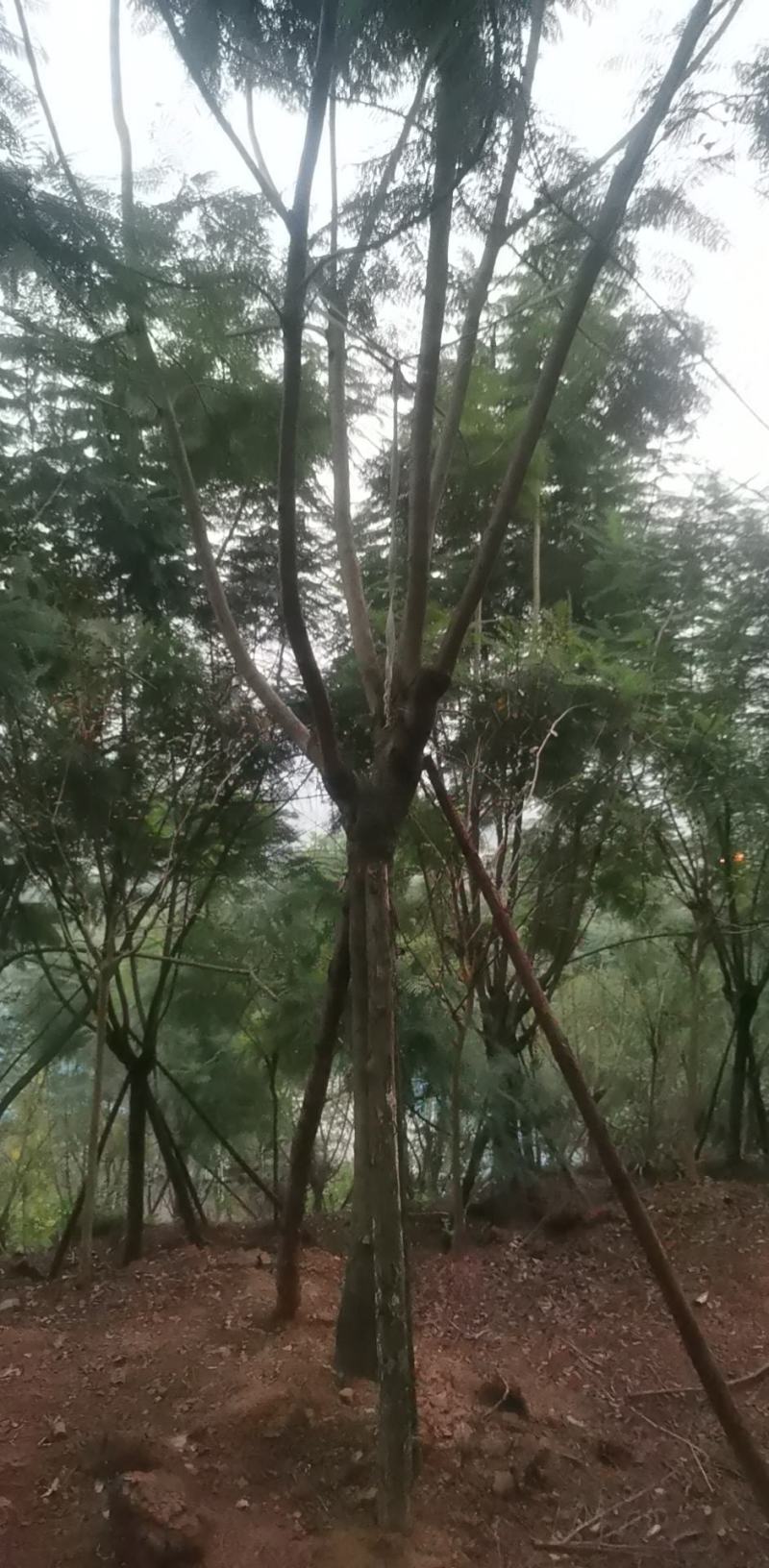 长期大量出售15-30蓝花楹