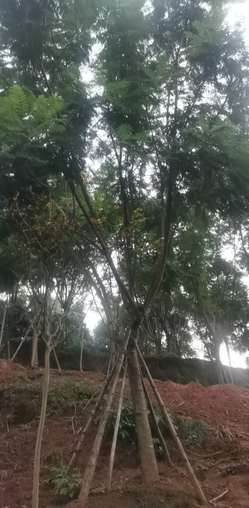 长期大量出售15-30蓝花楹
