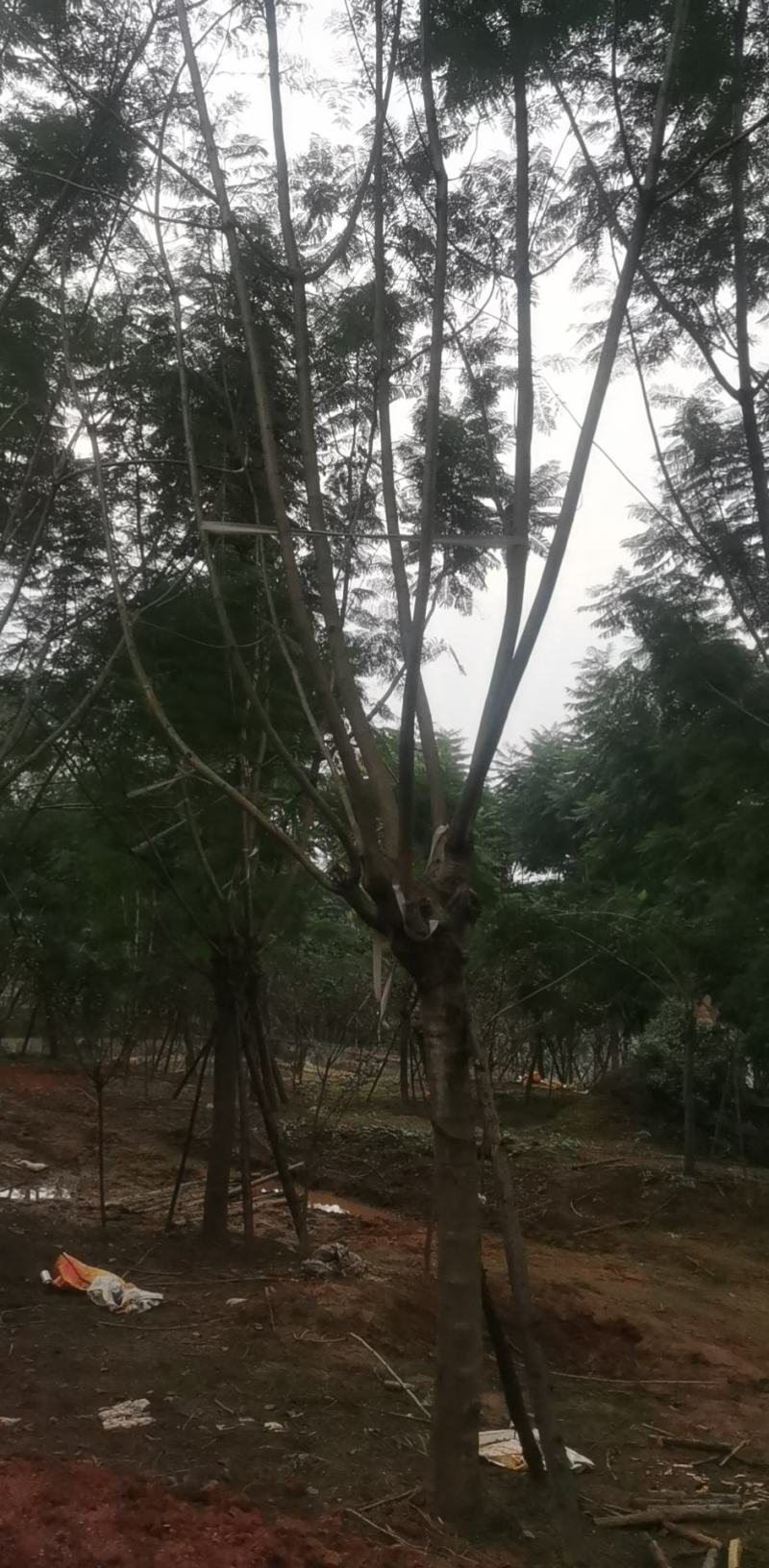 长期大量出售15-30蓝花楹