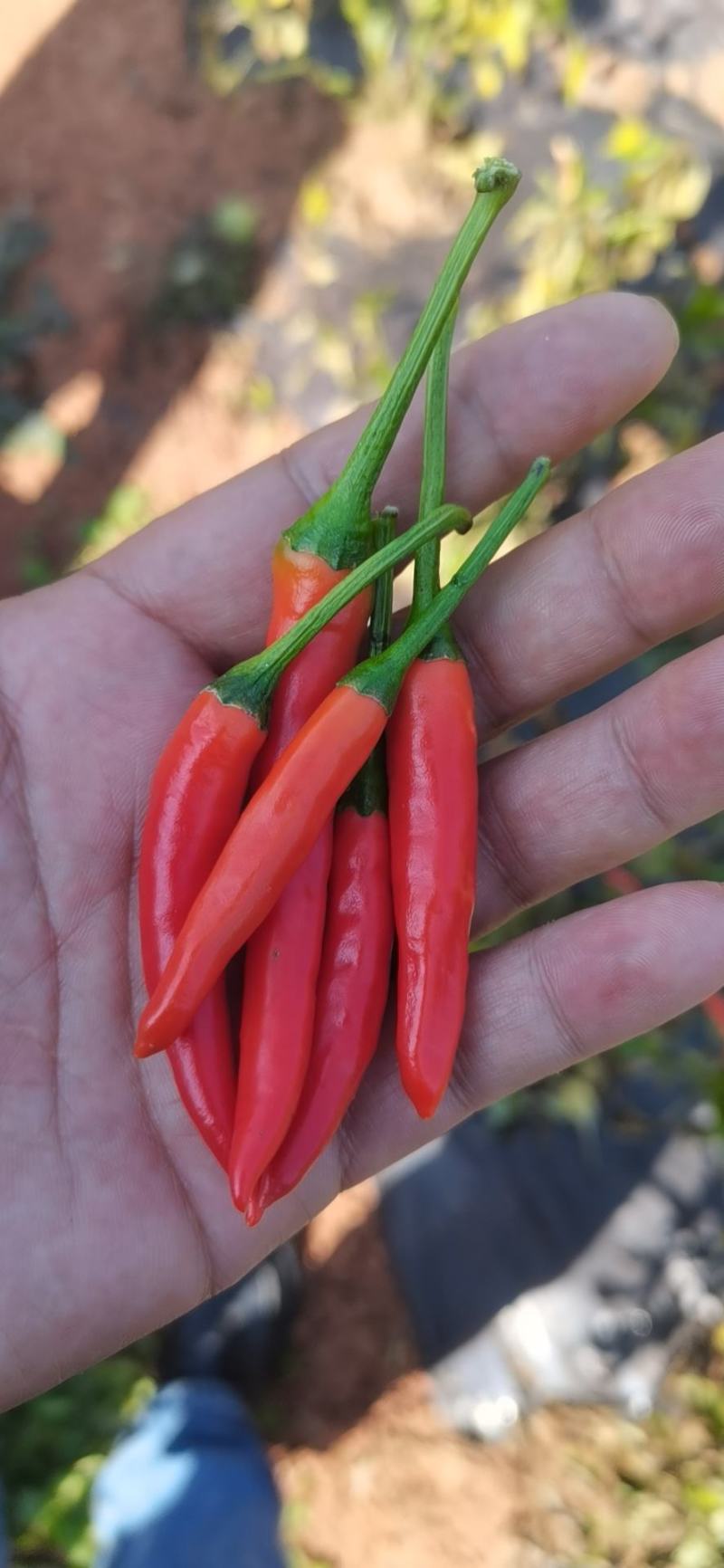 鲜辣椒各种中高端小米椒