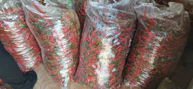 鲜辣椒各种中高端小米椒