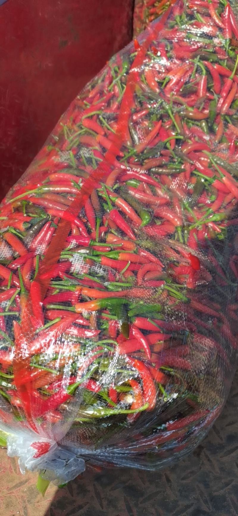 鲜辣椒各种中高端小米椒