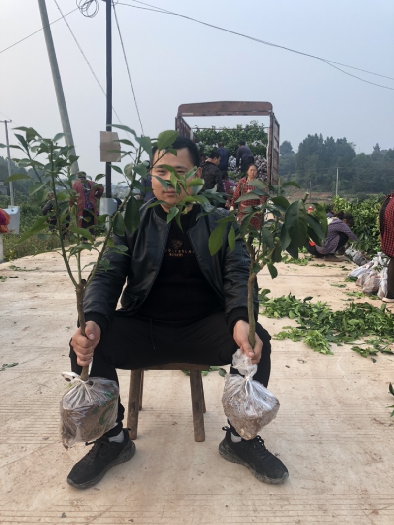 【保真苗】爱媛38号柑橘苗红美人果冻橙苗假一赔十