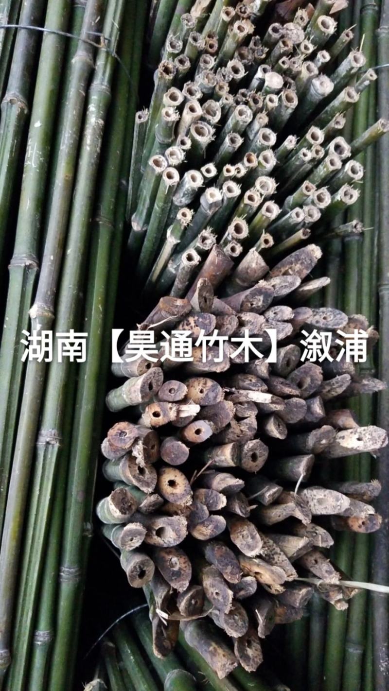 湘西雪峰山菜架竹、竹竿、竹架条、金竹、铁竹