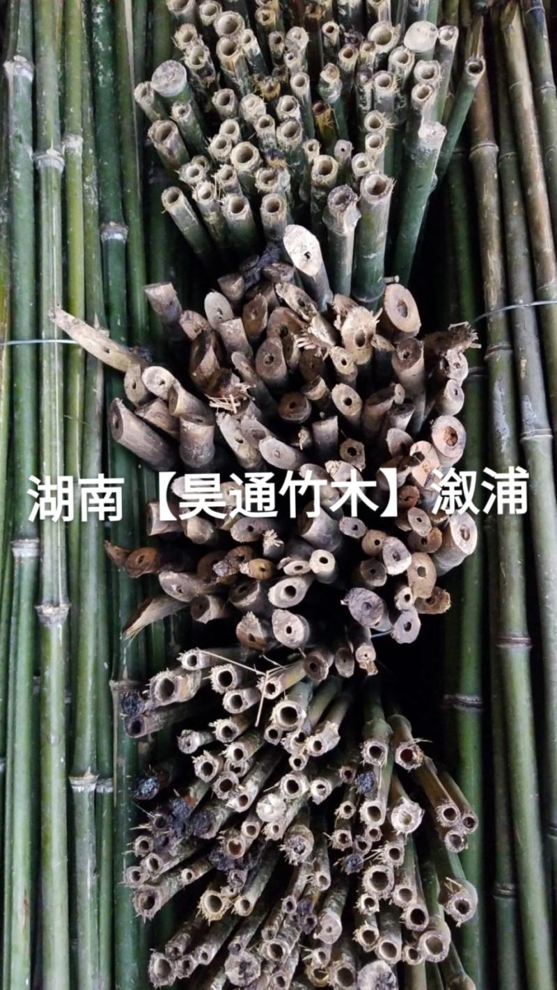 湘西雪峰山菜架竹、竹竿、竹架条、金竹、铁竹