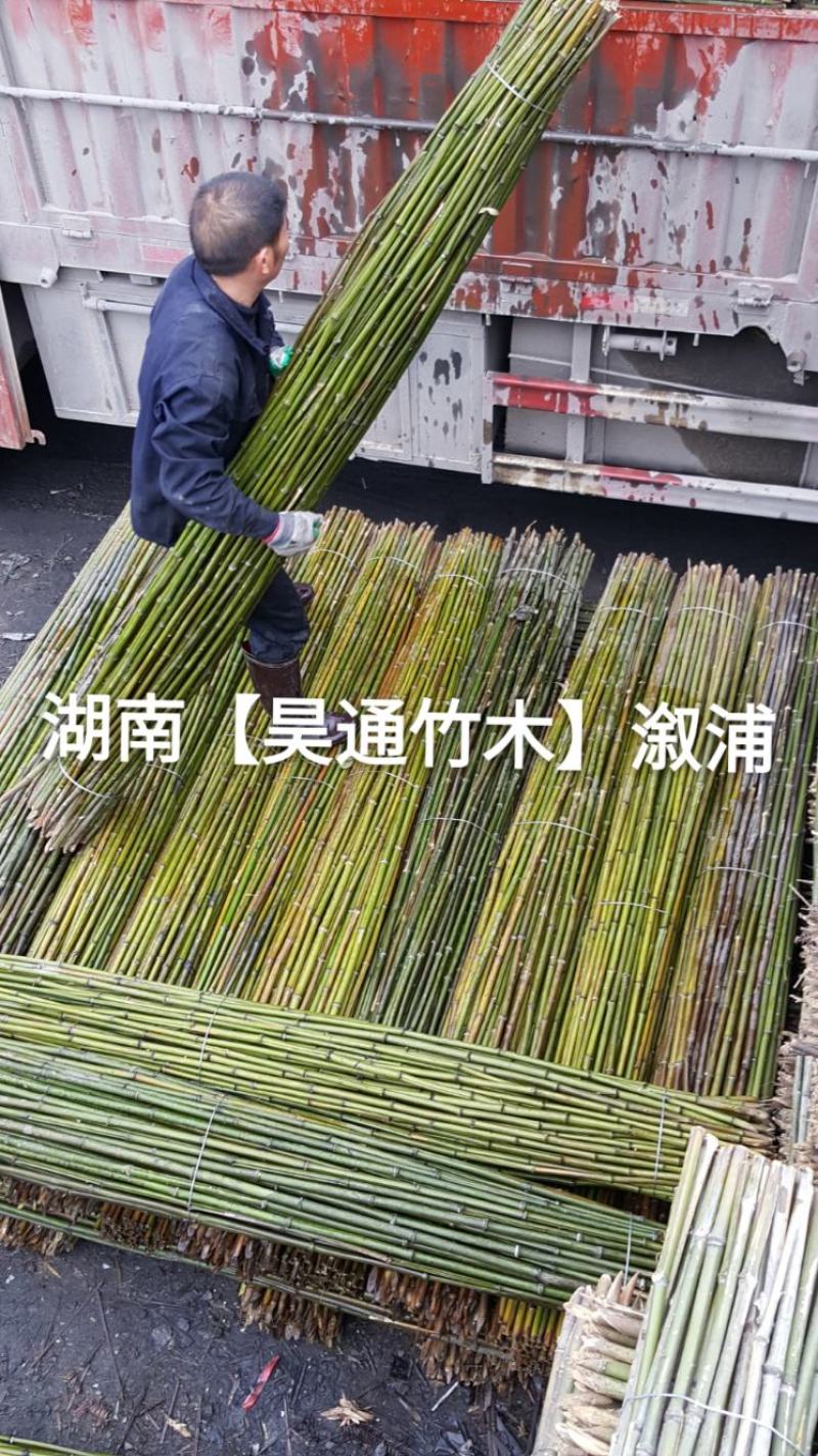 湘西雪峰山菜架竹、竹竿、竹架条、金竹、铁竹