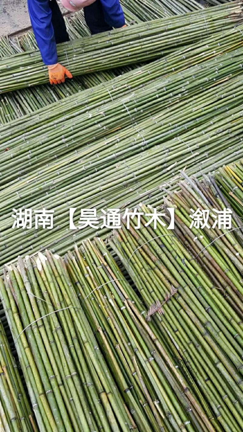 湘西雪峰山菜架竹、竹竿、竹架条、金竹、铁竹
