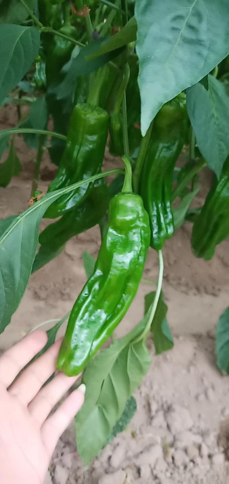山东费县万亩芜湖椒大量上市现摘现发基地直供