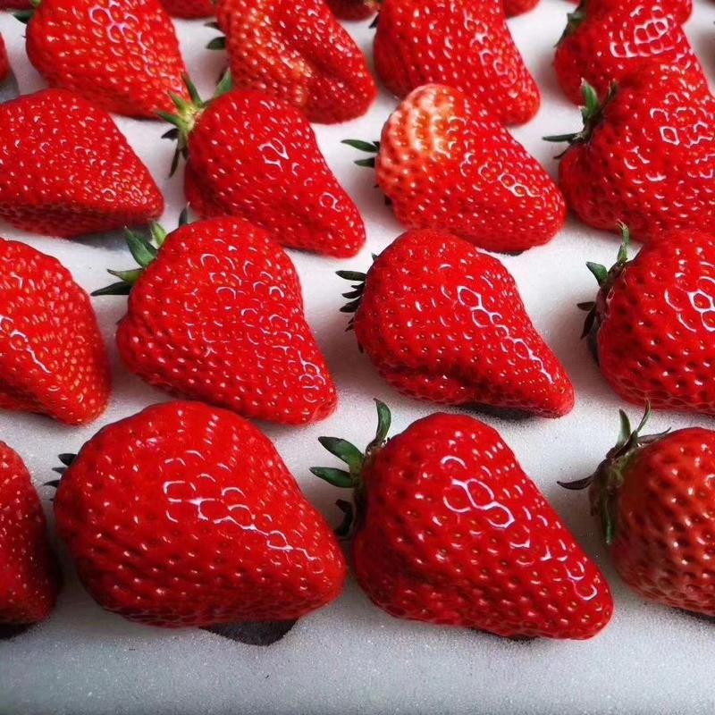 (草莓)四川大凉山现摘新鲜草莓礼产地直销包邮