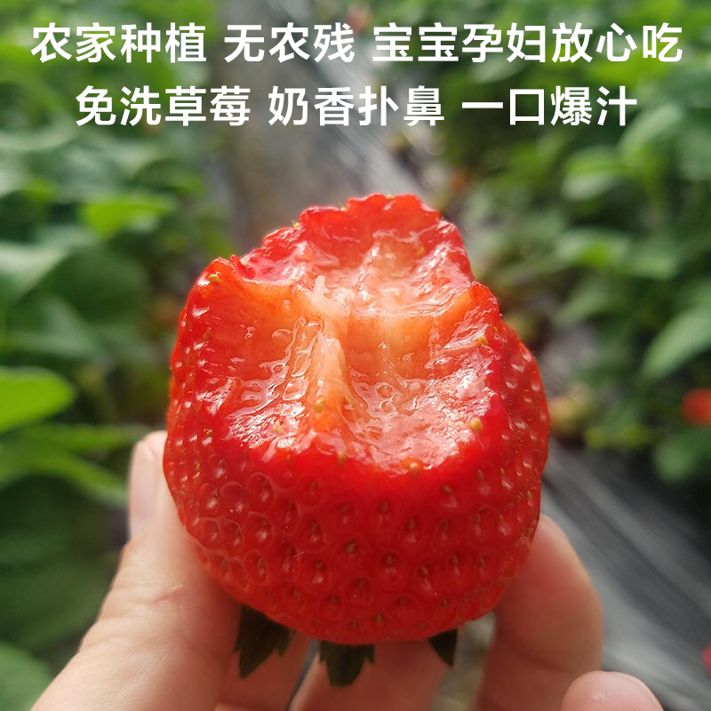 (草莓)四川大凉山现摘新鲜草莓礼产地直销包邮