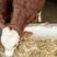西门塔尔牛犊小牛仔养殖大型种牛西门塔尔活牛活精品品质好