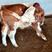 西门塔尔牛犊小牛仔养殖大型种牛西门塔尔活牛活精品品质好
