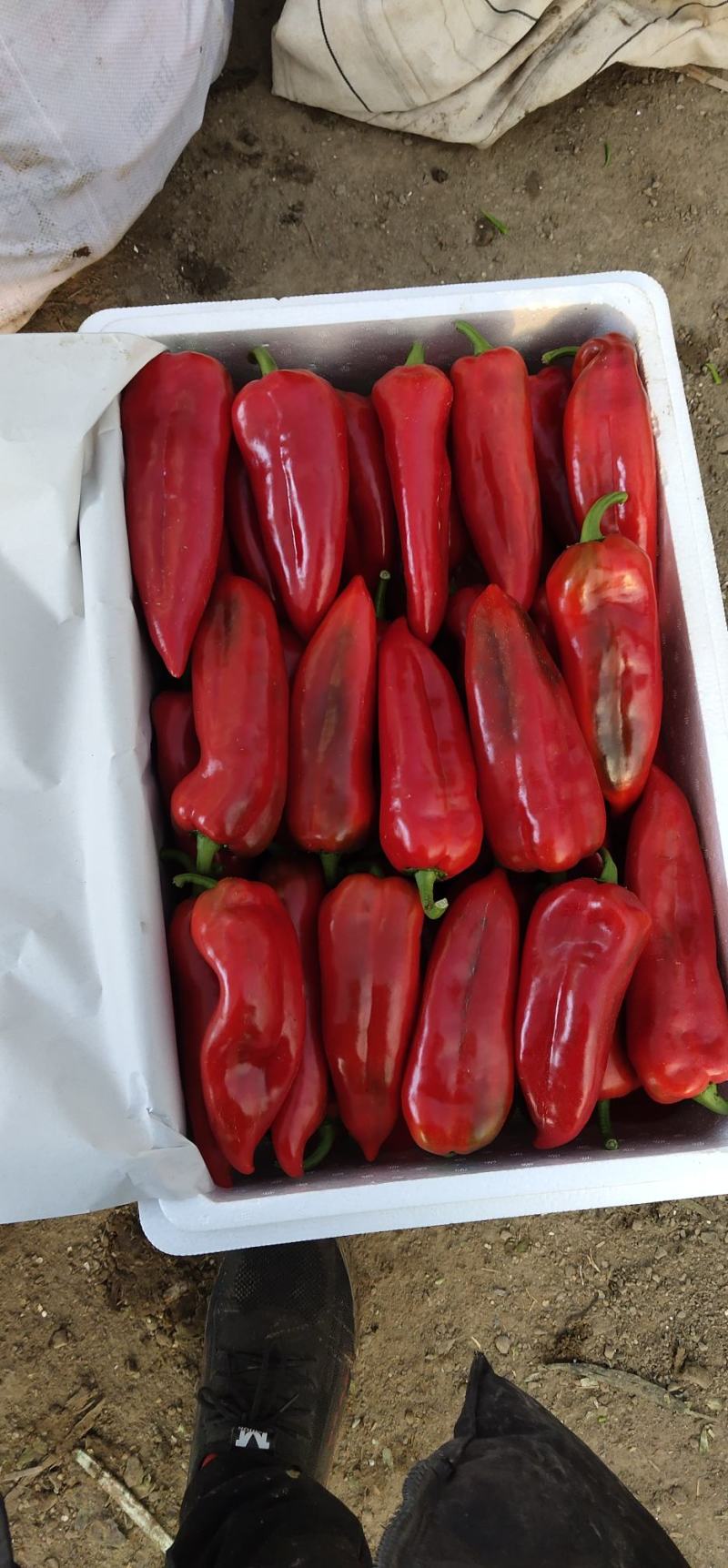 红泡椒，精品红椒