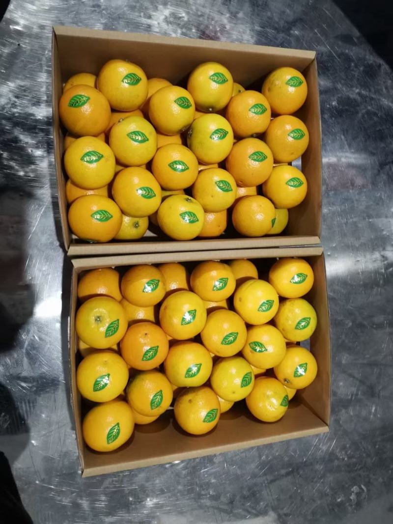 湖南郴州东江湖冰糖橙大量上市，口感纯甜。清香回味。