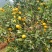 广西皇帝柑大量上市，清甜可口，果面干净，入口化渣！