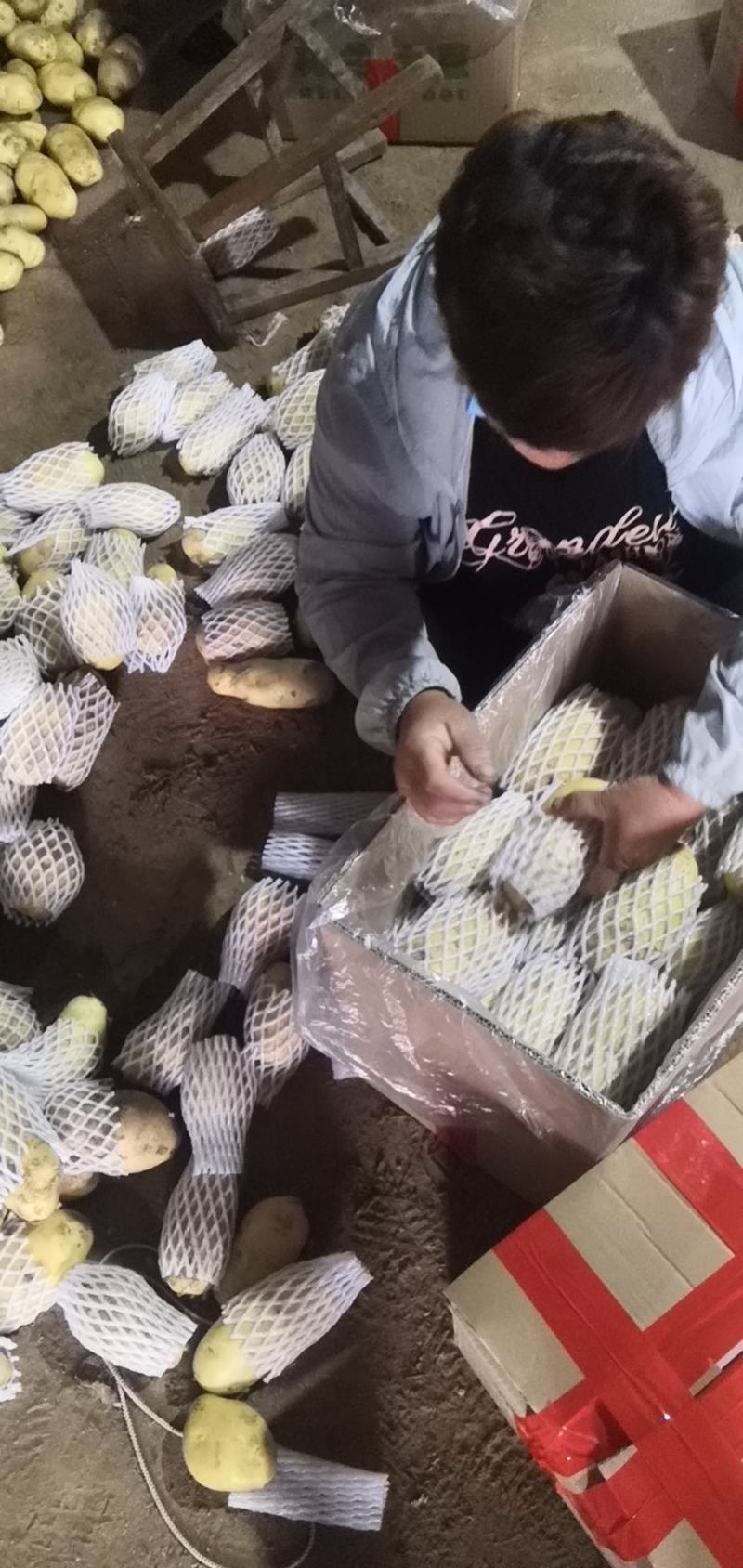 荷兰土豆市场、商超、电商、微商支持一件代发上货快
