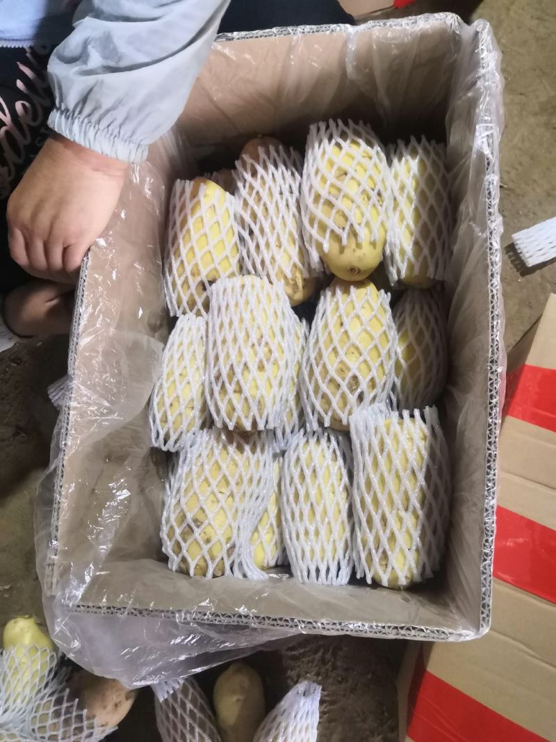荷兰土豆市场、商超、电商、微商支持一件代发上货快