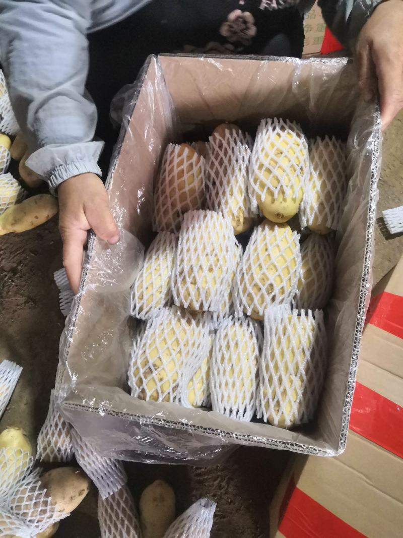 荷兰土豆市场、商超、电商、微商支持一件代发上货快