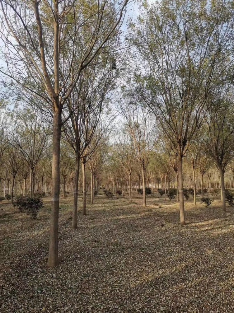 国槐河北苗圃保定国槐基地，量大质量好价格低