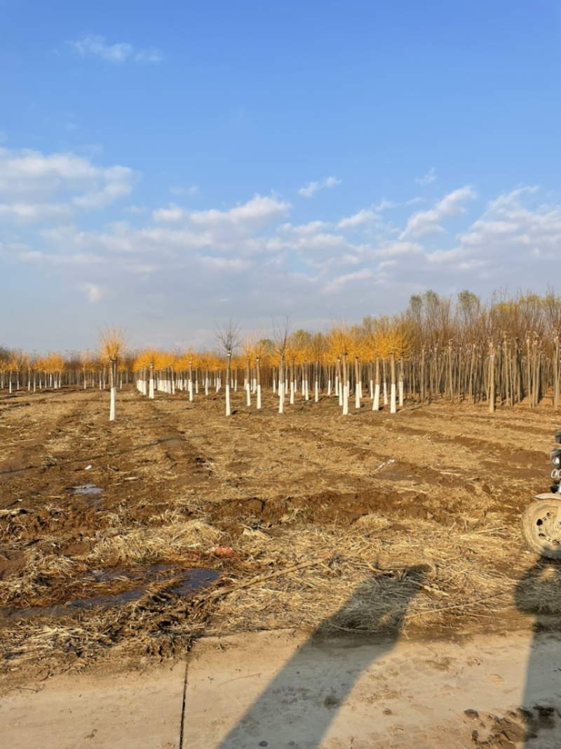 国槐河北苗圃保定国槐基地，量大质量好价格低