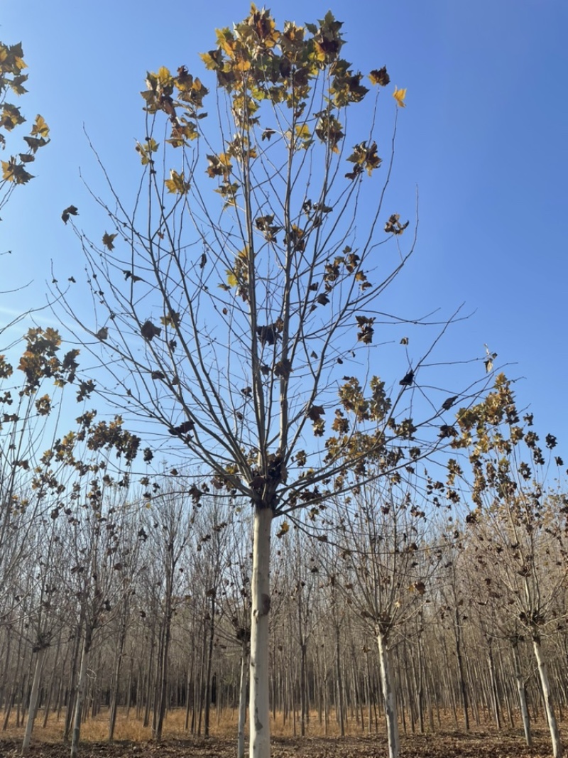 法桐，河北苗圃，法桐基地，各种规格法桐，低价出
