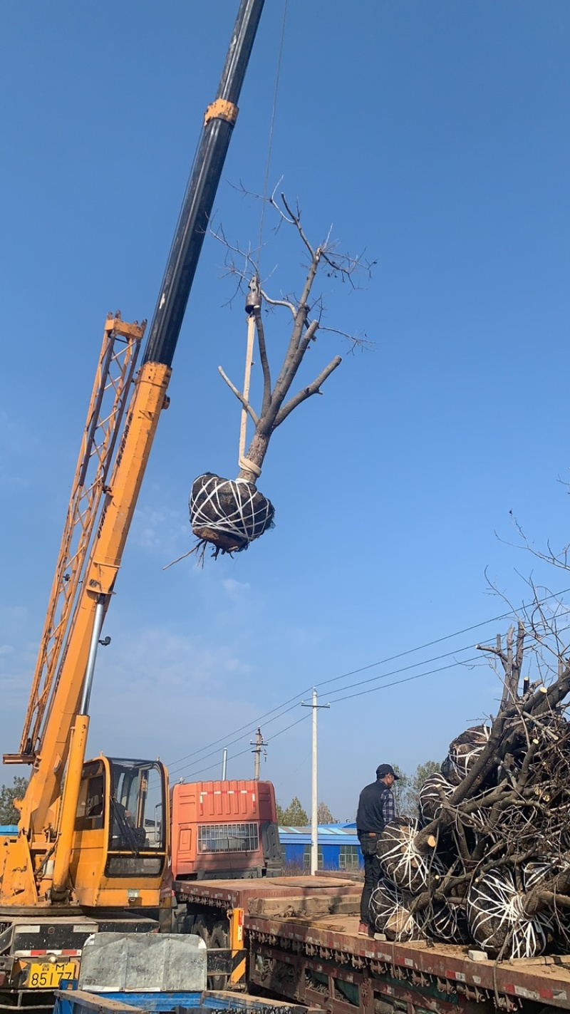 柿子树，树型好！河北柿子树8-18公分，低价出，保证成活