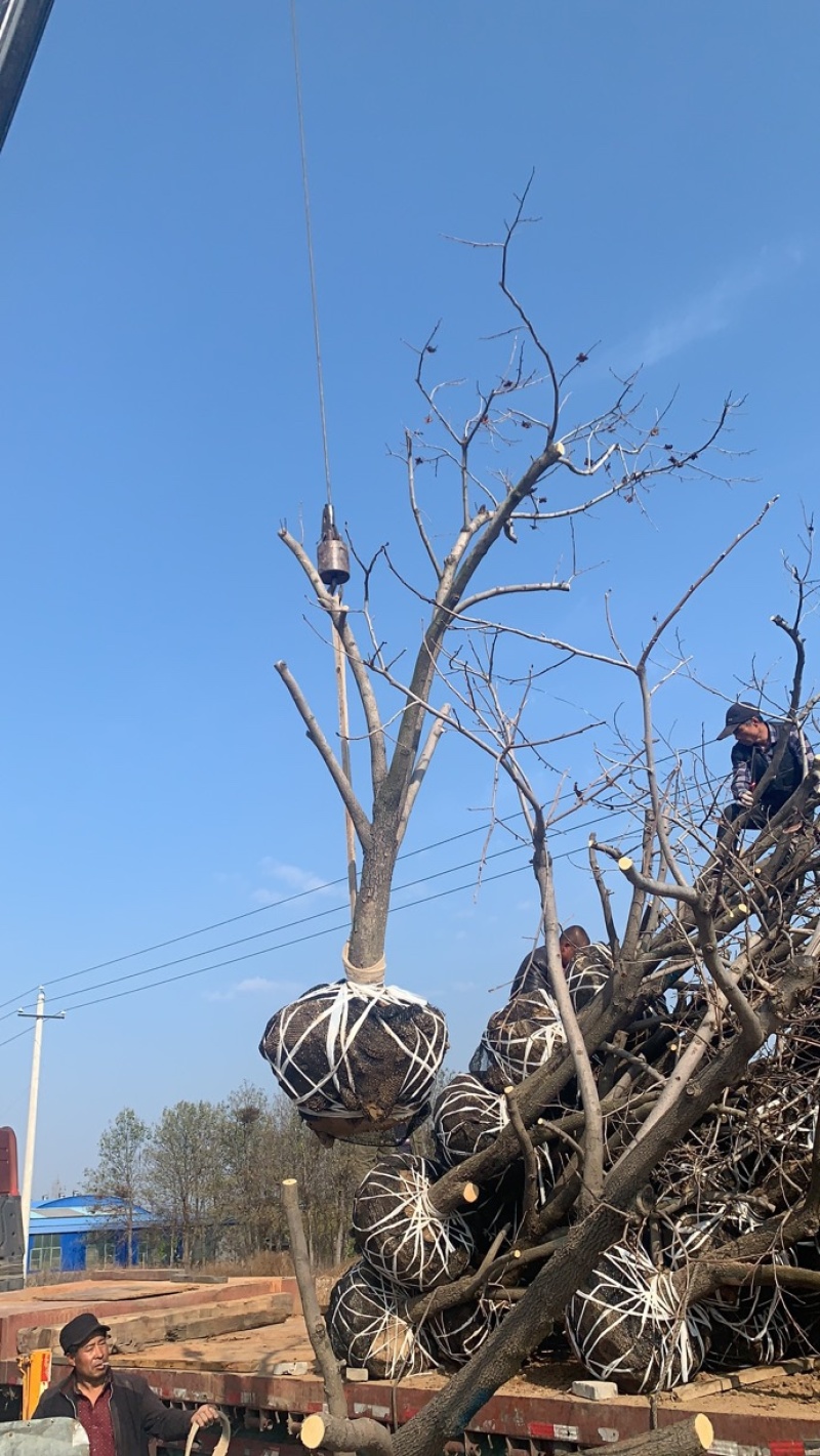 柿子树，树型好！河北柿子树8-18公分，低价出，保证成活