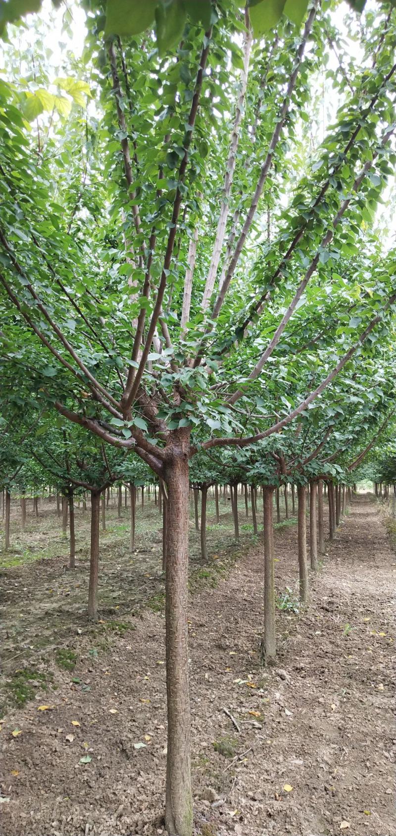 杏梅，八到十二公分，树形优美，黄土地移栽定植苗，根系发达