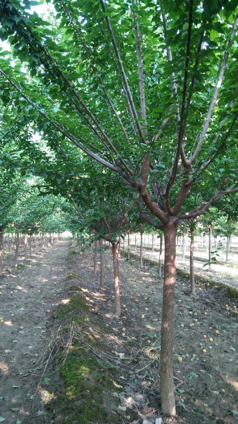 杏梅，八到十二公分，树形优美，黄土地移栽定植苗，根系发达