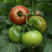 江苏西红柿硬粉西红柿，基地直供一手货源，全国供应