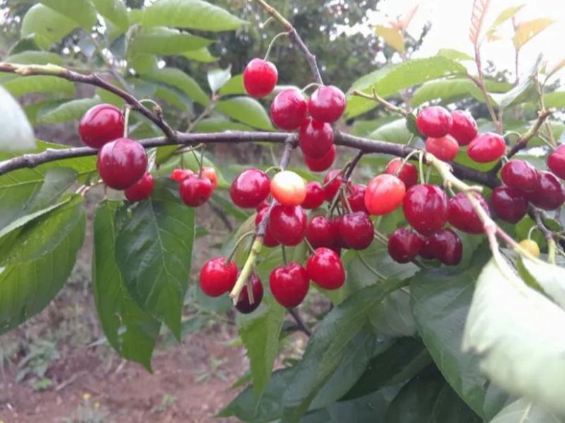 正宗玛瑙红南方樱桃，四川苗品种纯，基地直销，质量保证