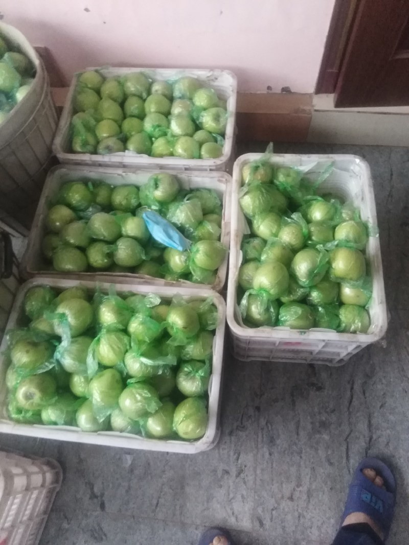 【果园直发量大价优】烟台莱阳自家种植印度青苹果，香甜可囗